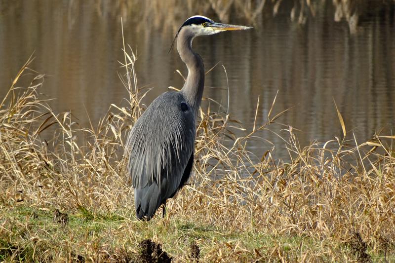 great blue heron perched on riverbank