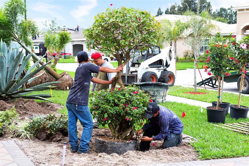 Landscapers Planting Trees