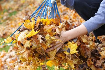 person raking leaves