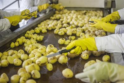 Workers Cleaning Potatoes on Conveyor Belts
