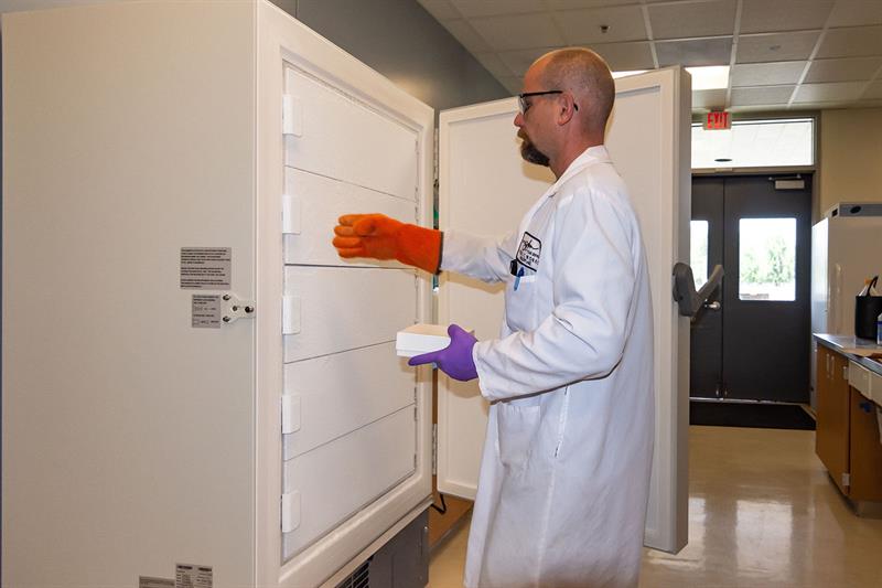 lab technician at willow lake puts elisa samples in freezer