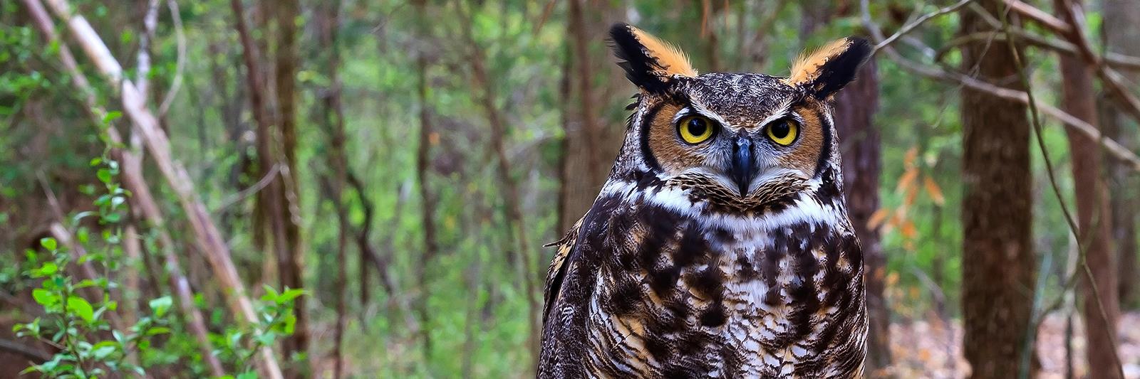 horned-owl