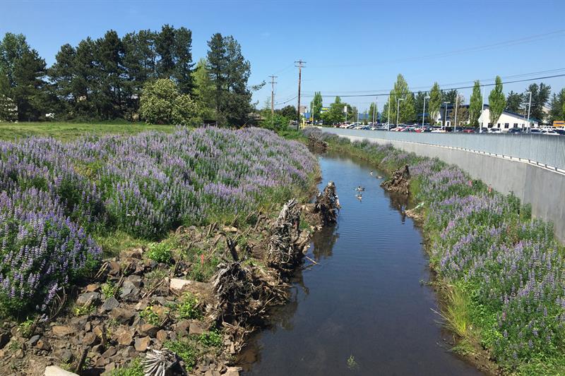 madrona avenue wetlands flower covered stream bank