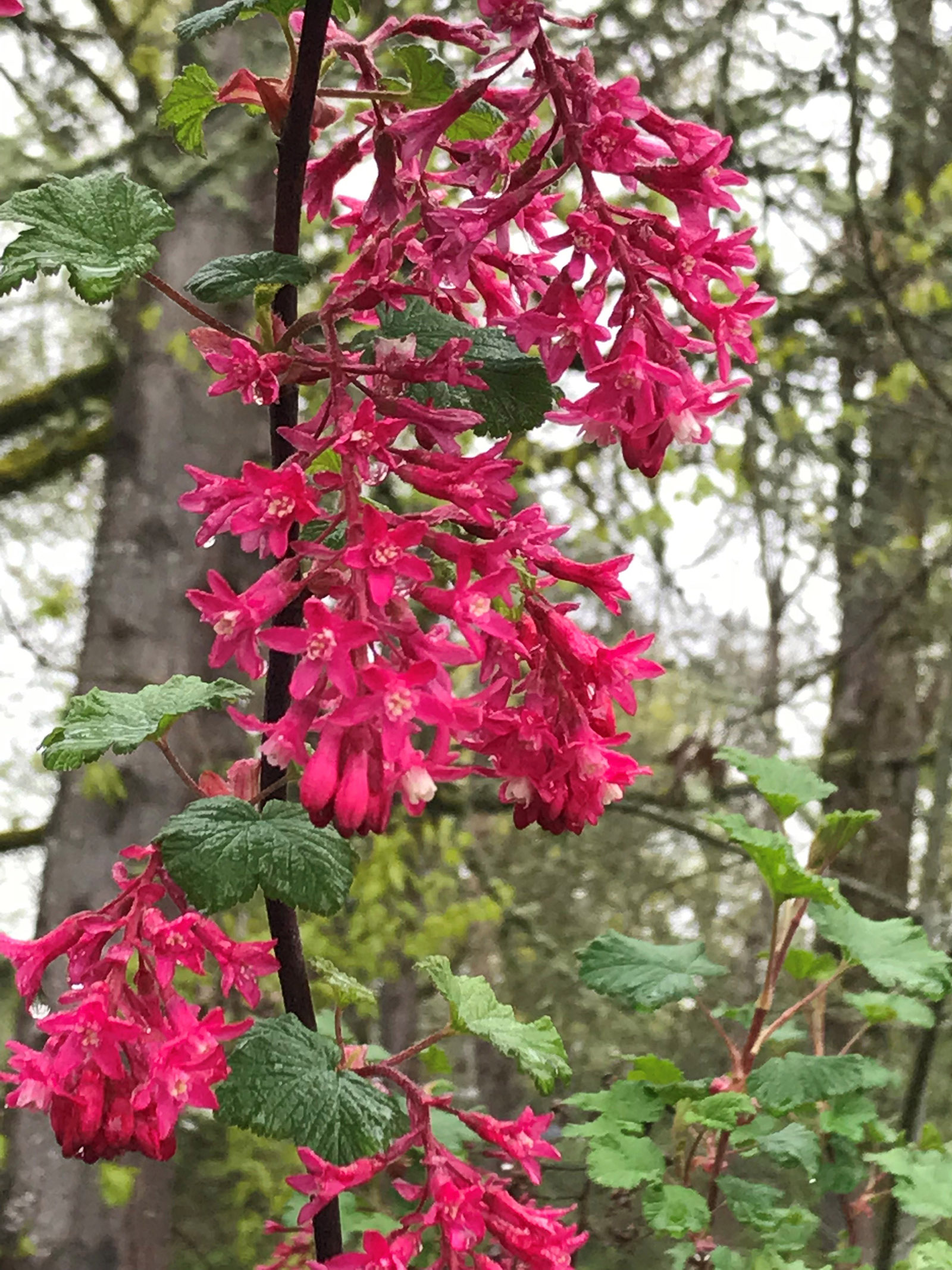 red flowering currant flower