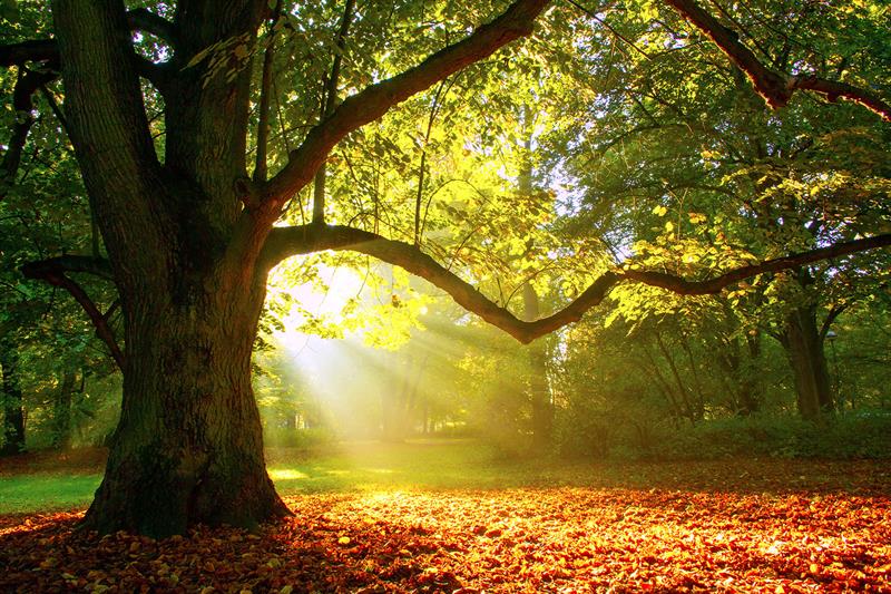 oak-tree-on-a-foggy-sunrise_web_1600x1067_color
