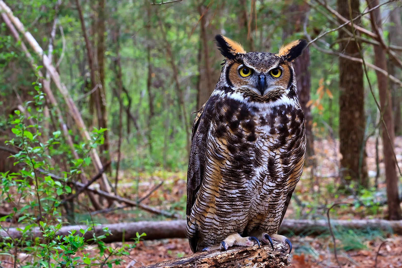 Horned owl perches on a log.