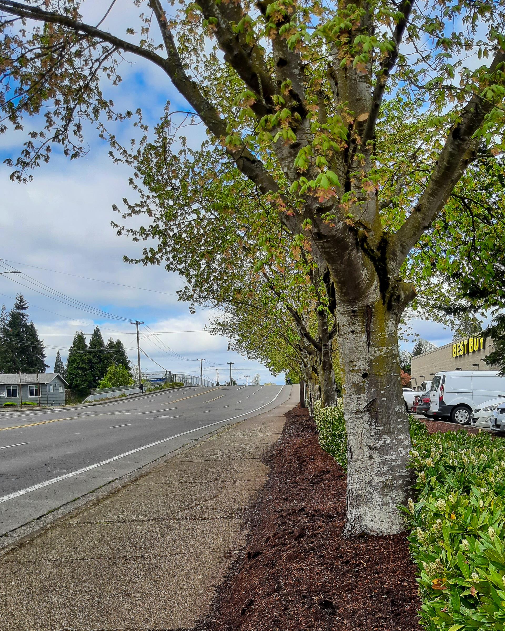 example of a curb tight sidewalk tree planting