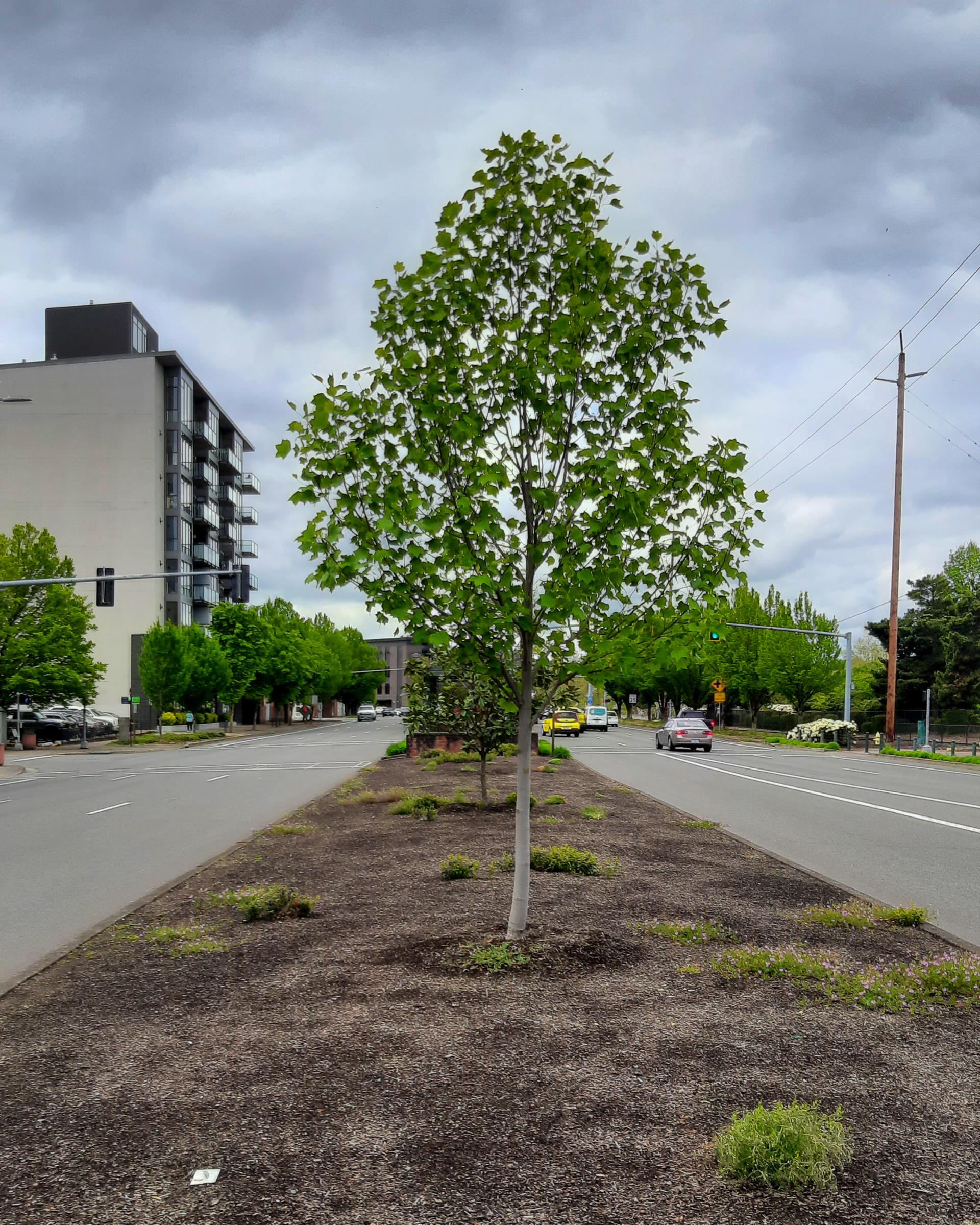 example of a median tree planting