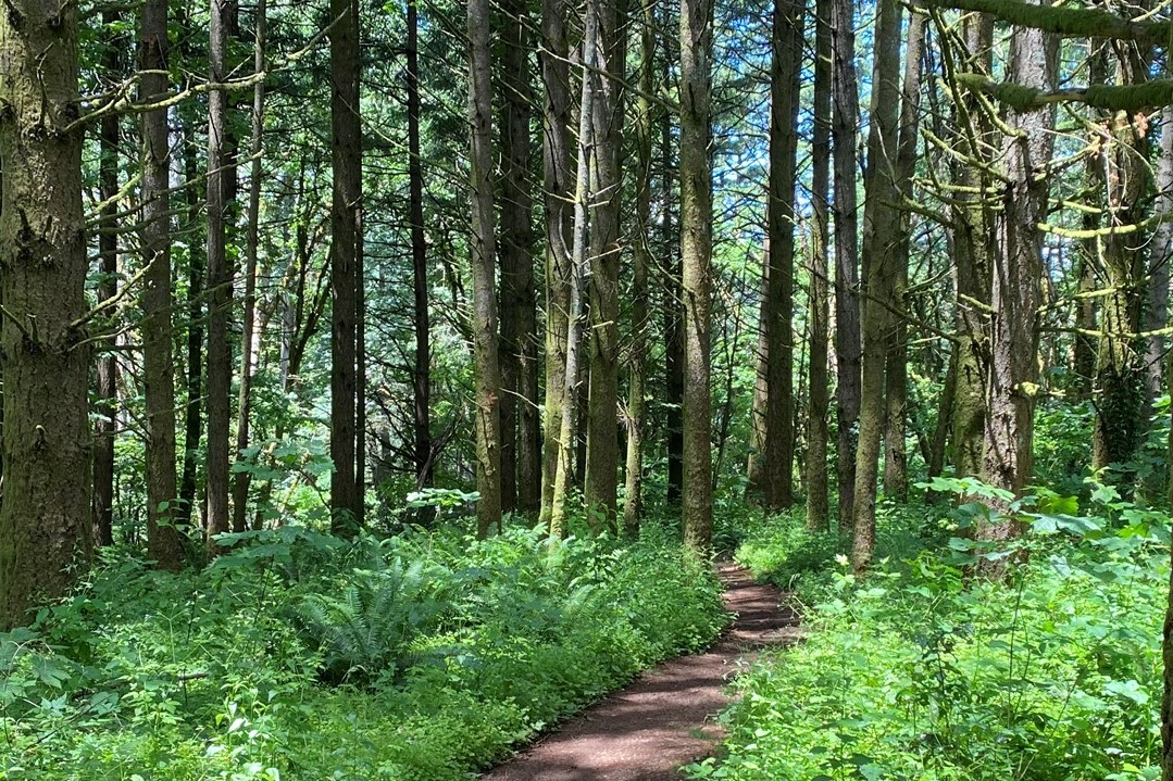 A image of a trail through woods