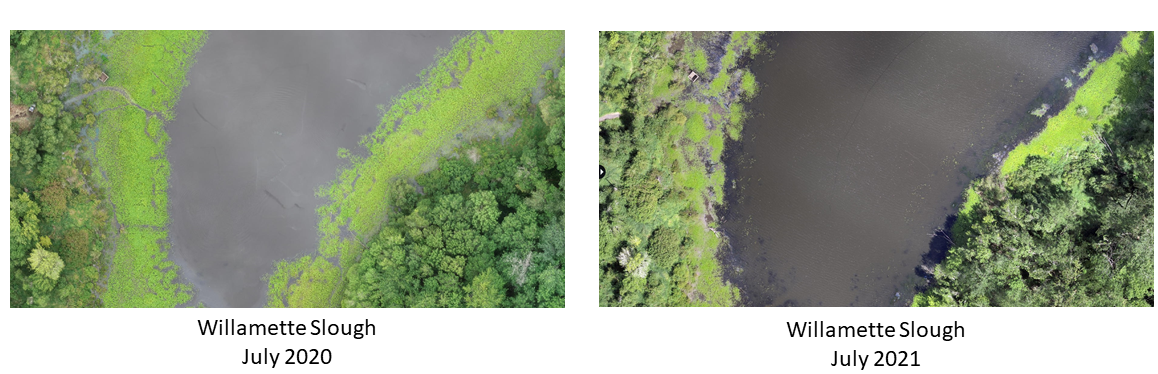 Willamette slough before and after images-July 2020-2021-Aerial