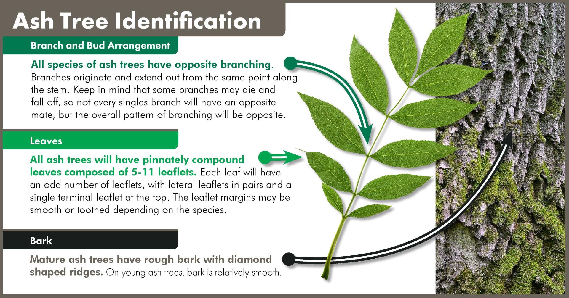 Ash Tree Identification Card