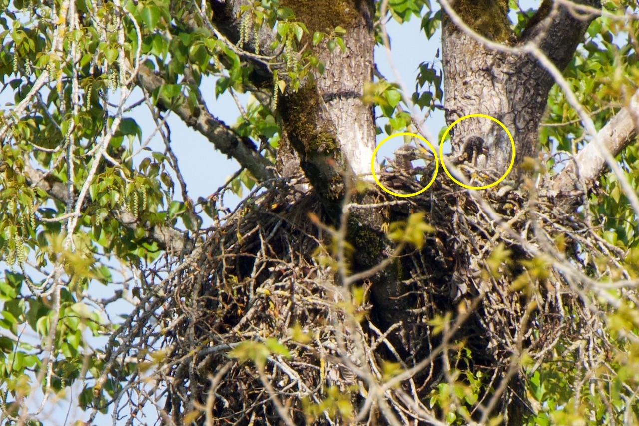 Minto-Brown Eagle Nest 2