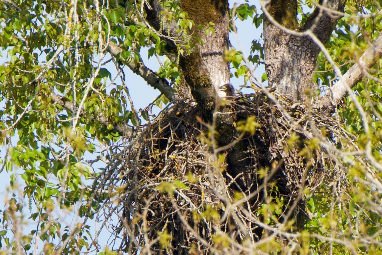 Minto-Brown Eagle Nest 4