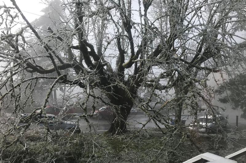 Big Leaf Maple in ice storm
