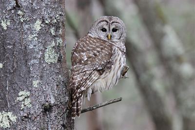 wild barred owl perching in forest