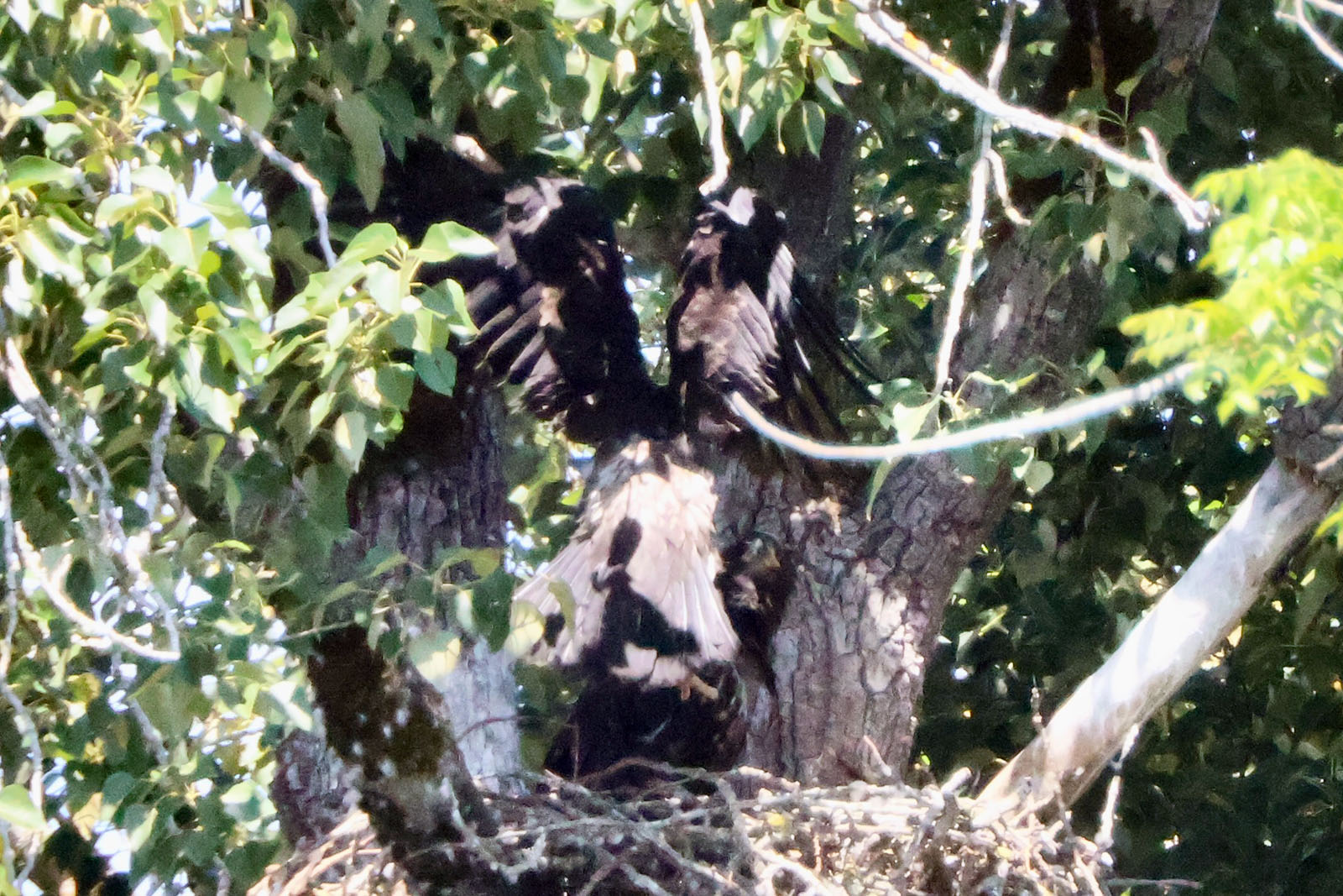 Eagle-back-nest
