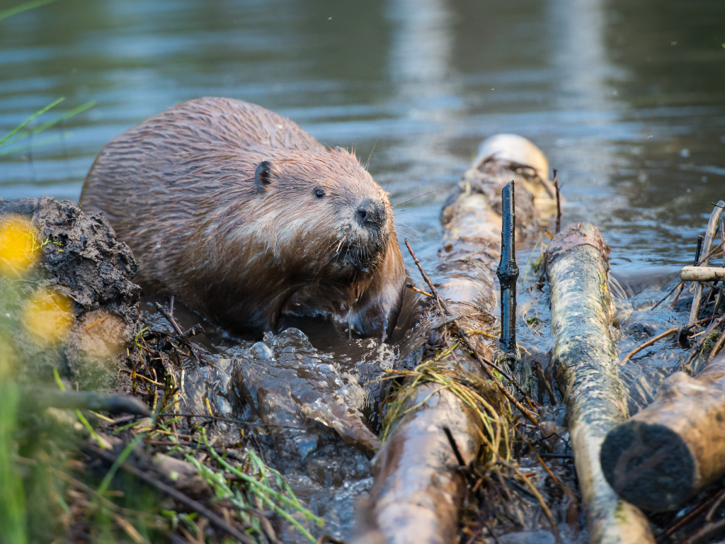 photo of a beaver in a river