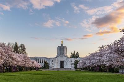 capital building during sunset with blooming cherry trees