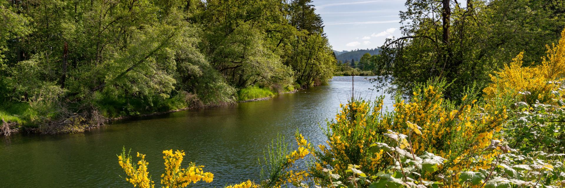 North Santiam River with Flowers