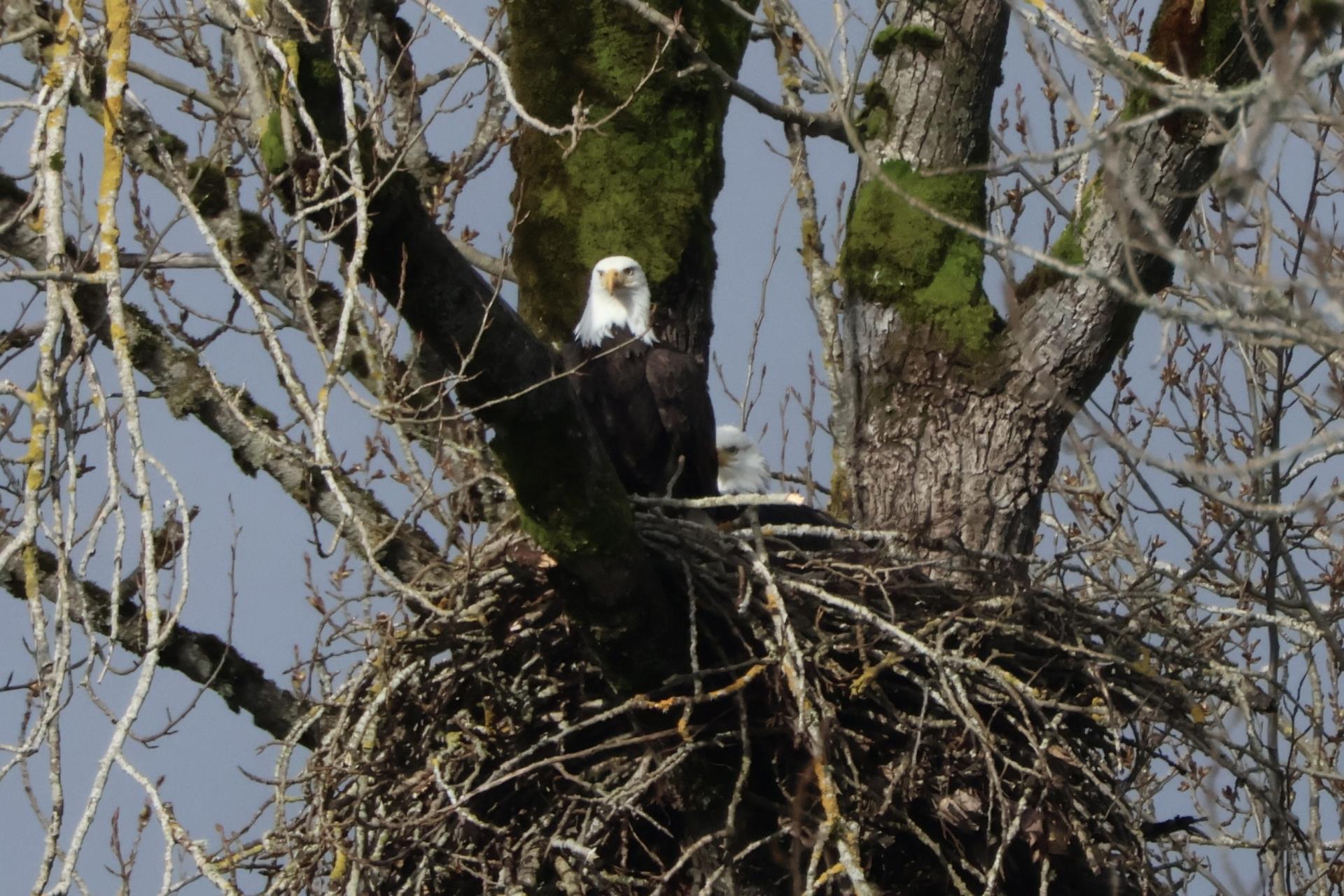 Eagle in Nest - 202402