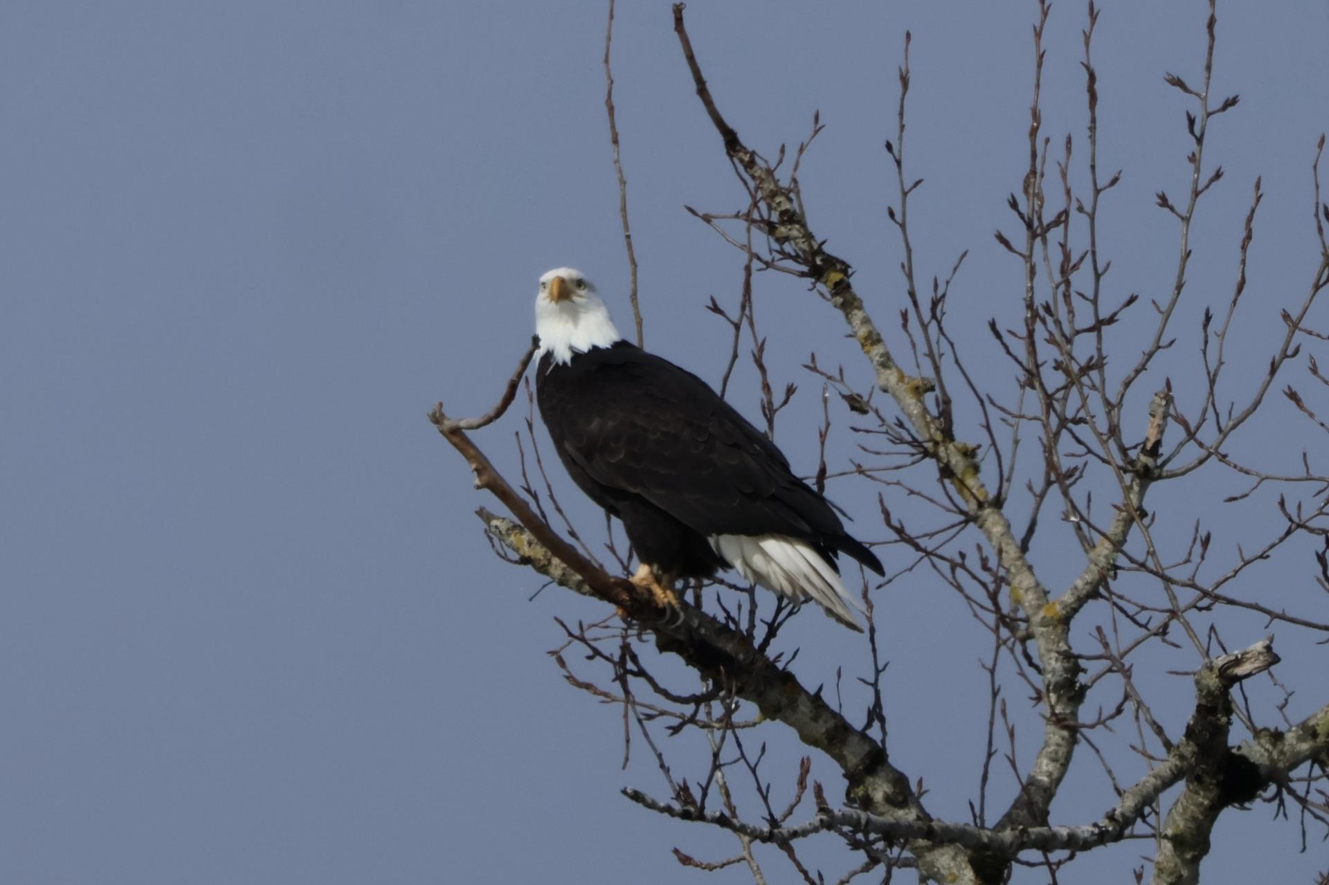Eagle in Tree - 202402
