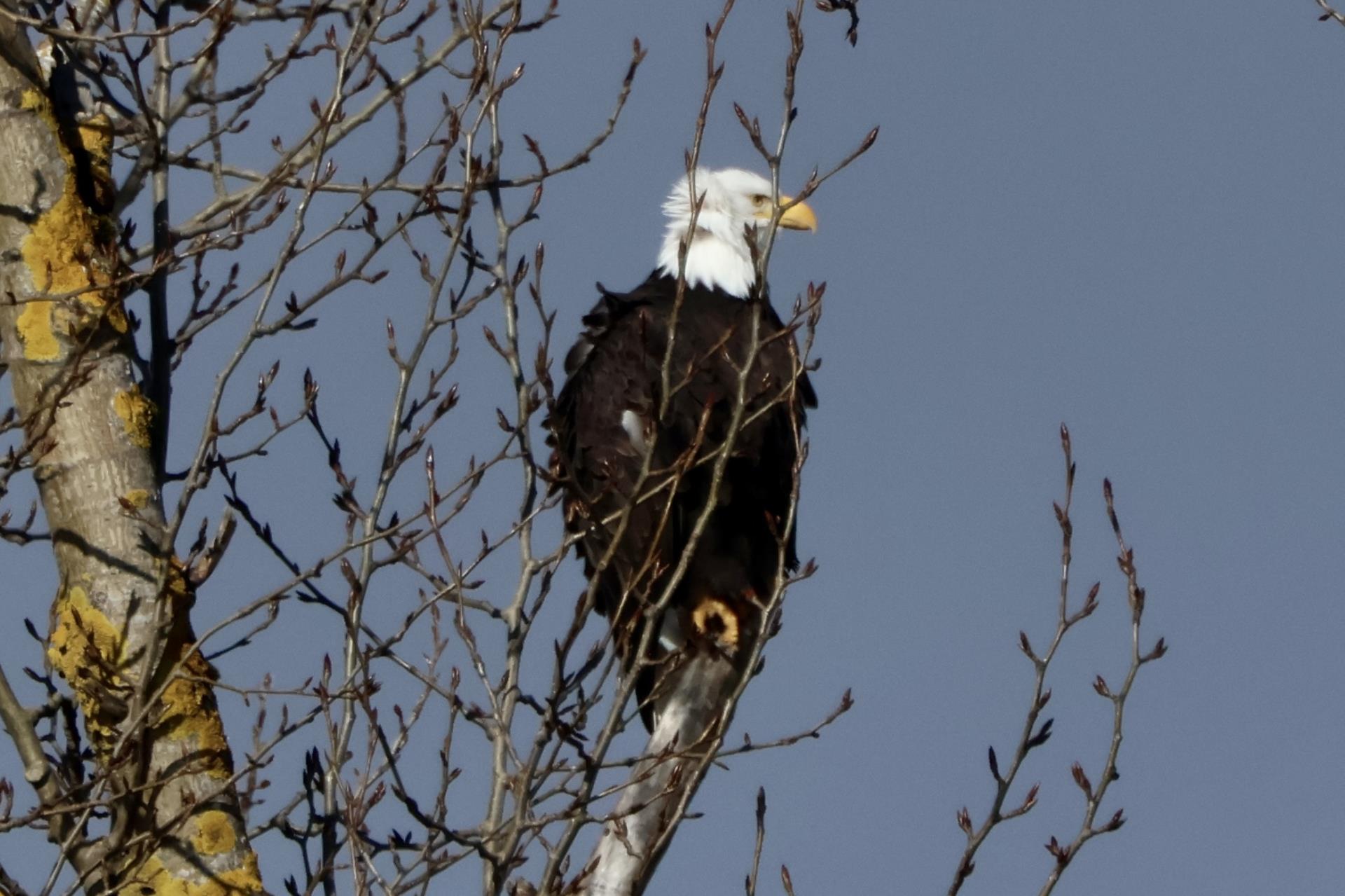 Eagle in Tree 2 - 202402