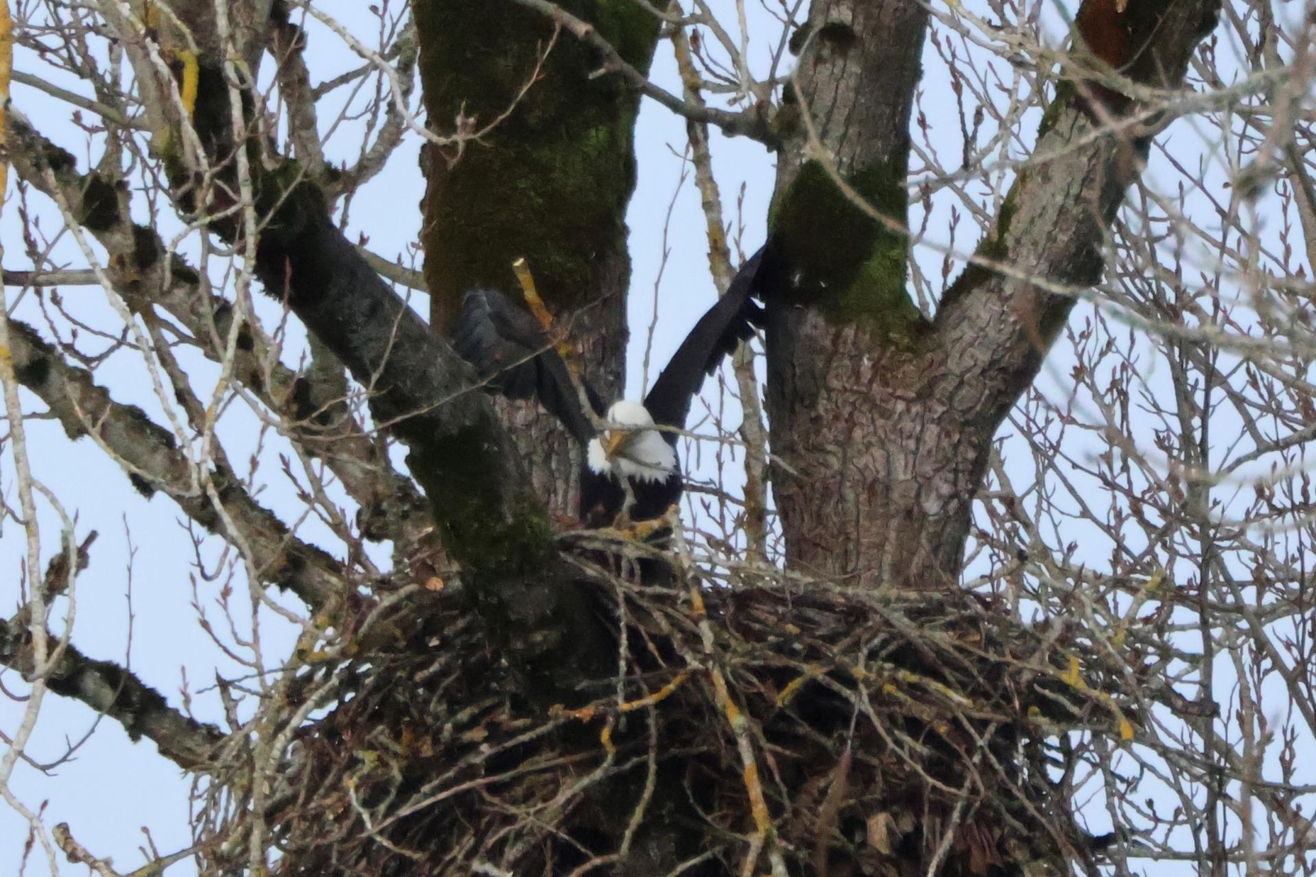eagle at nest with stick