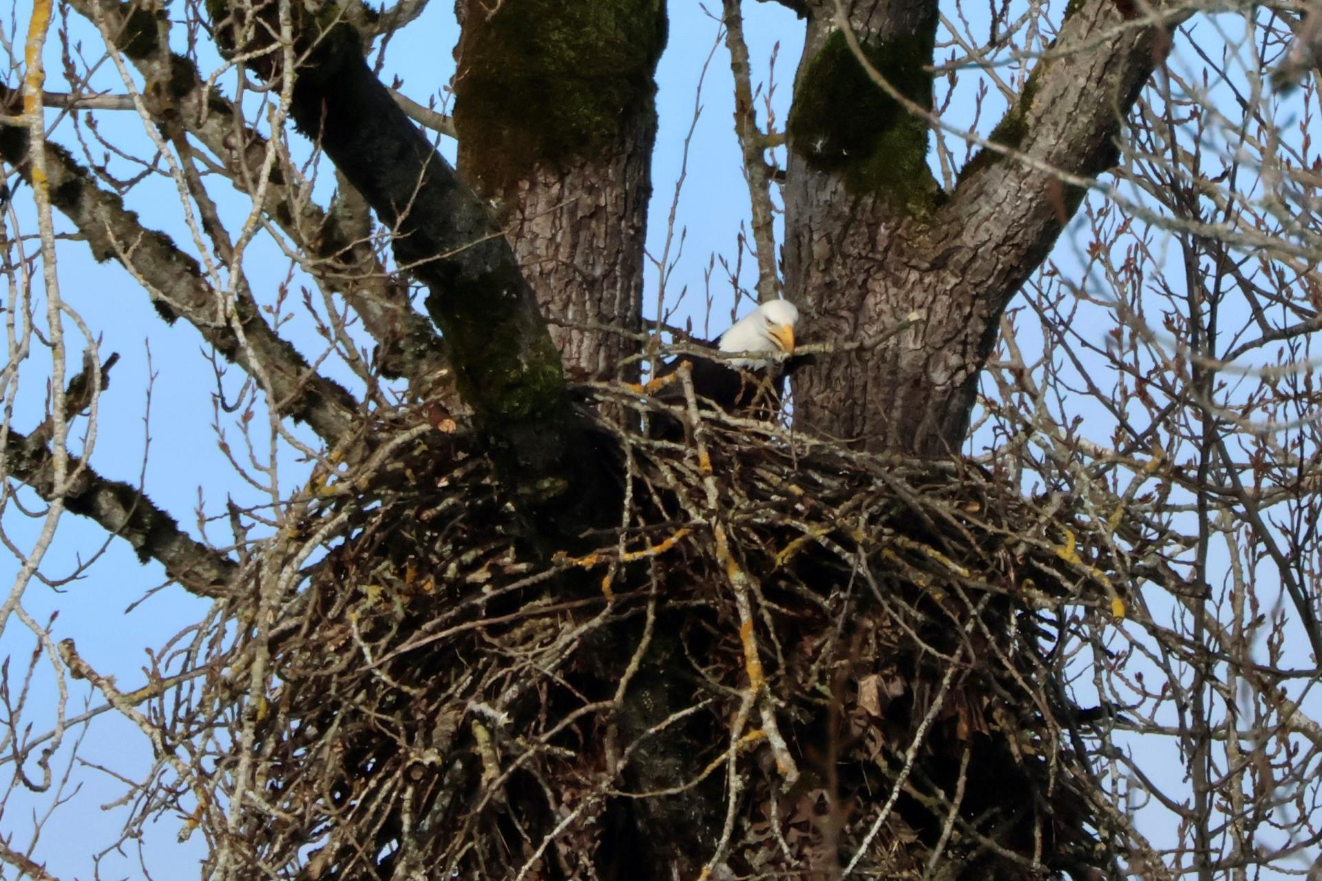 eagle at nest with stick1