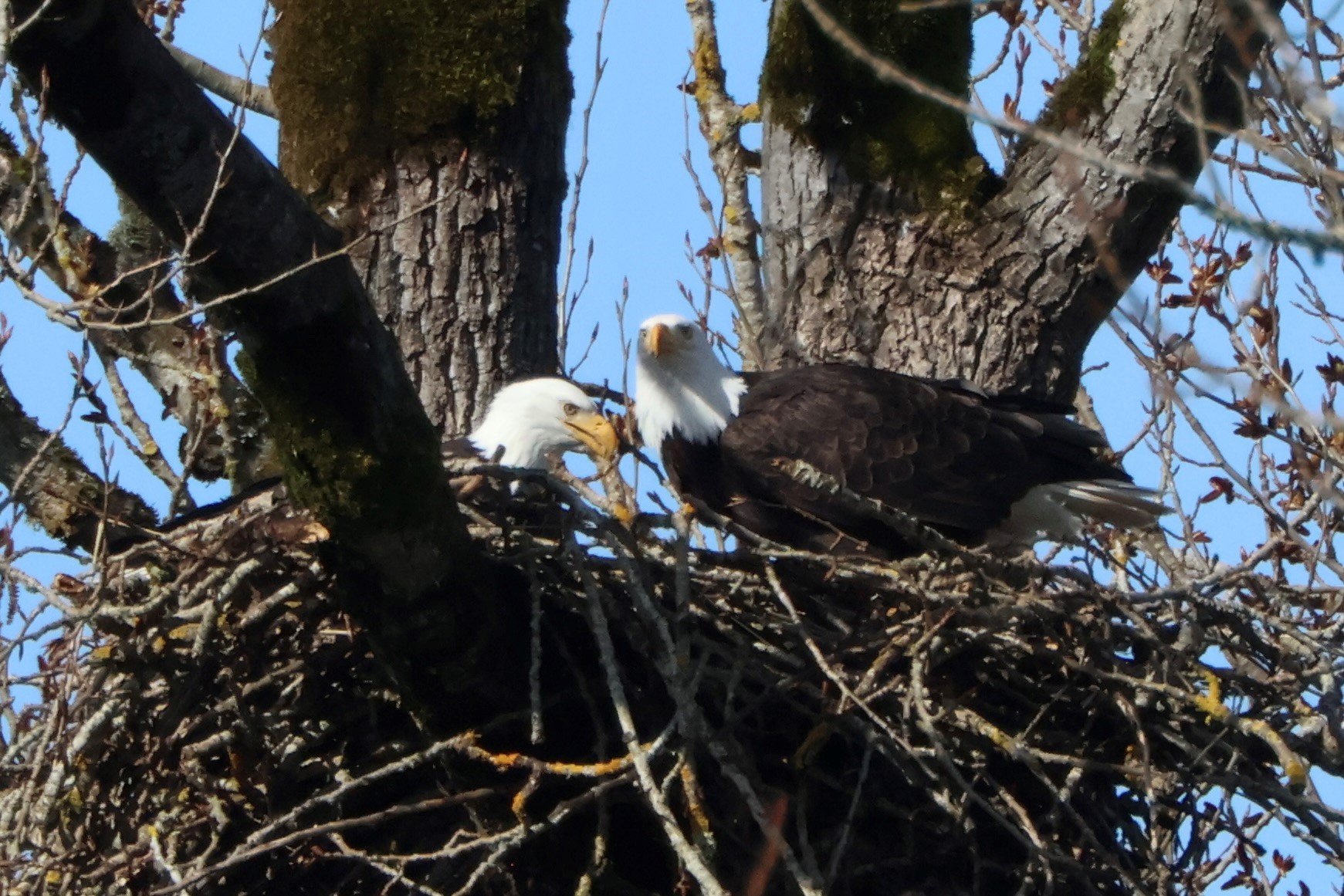 eagles in nest
