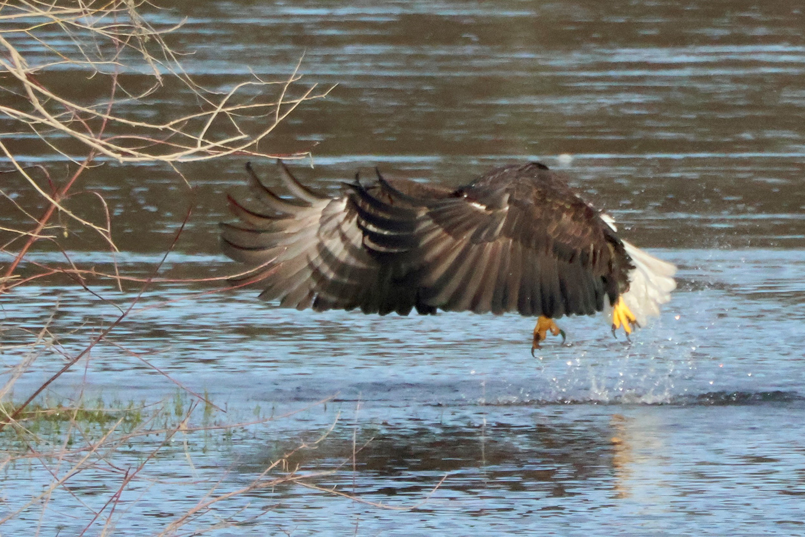 Eagle first flap leaving water