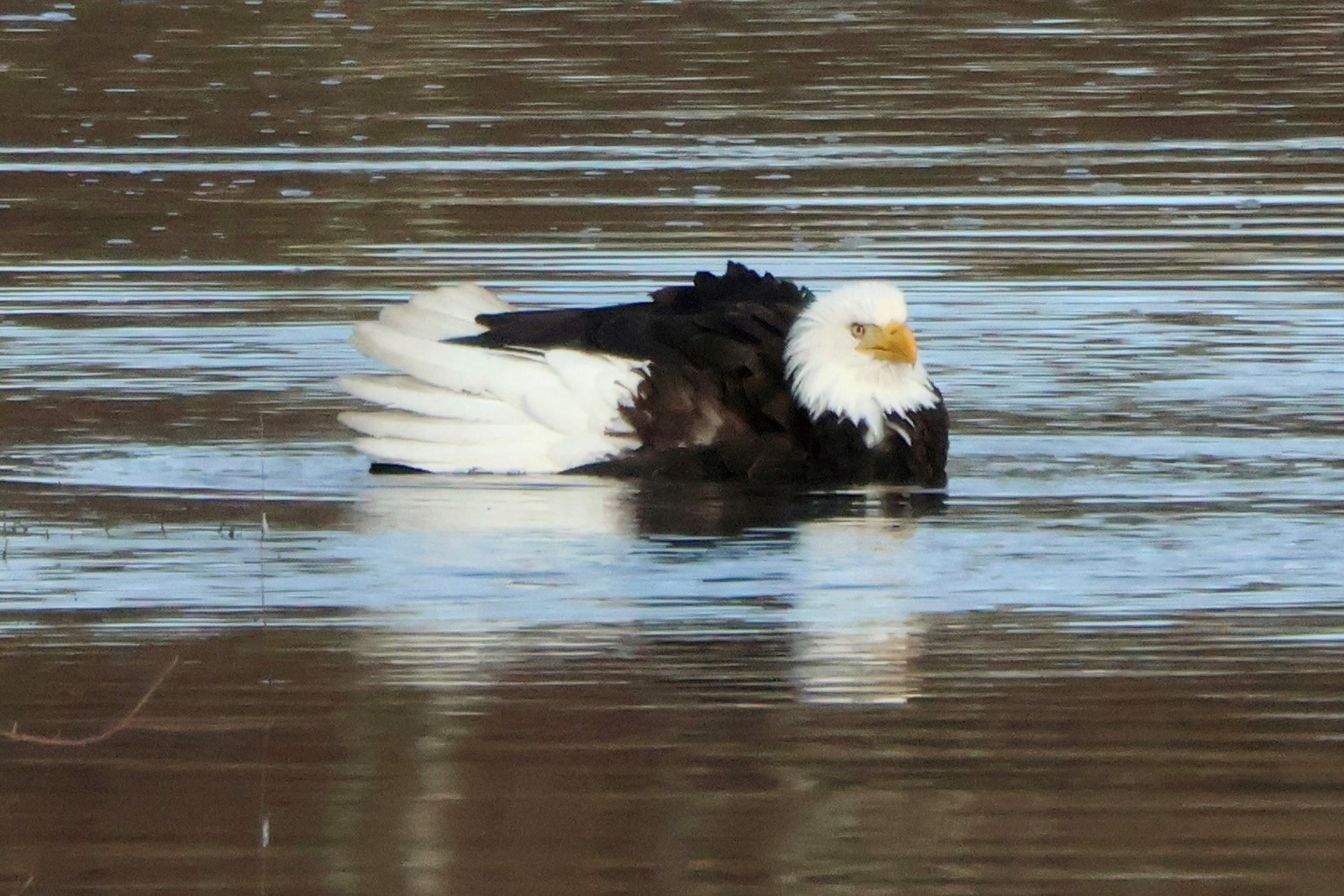 eagle in water bathing3