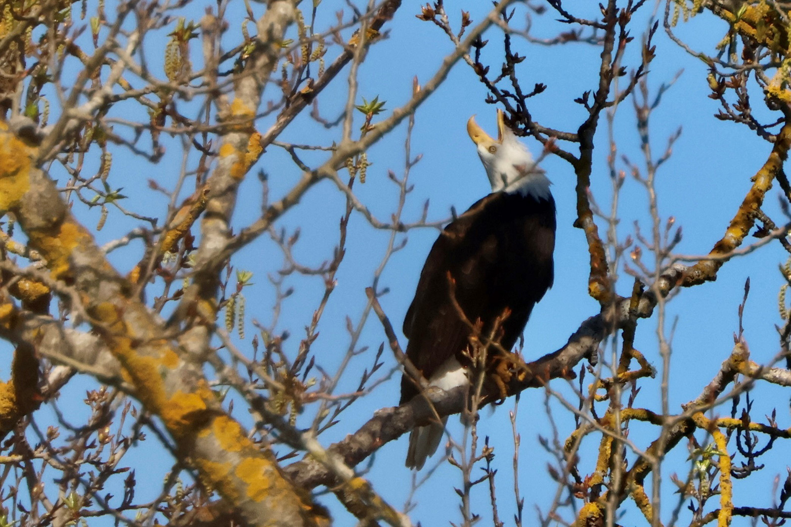 Audubon eagle vocalizing