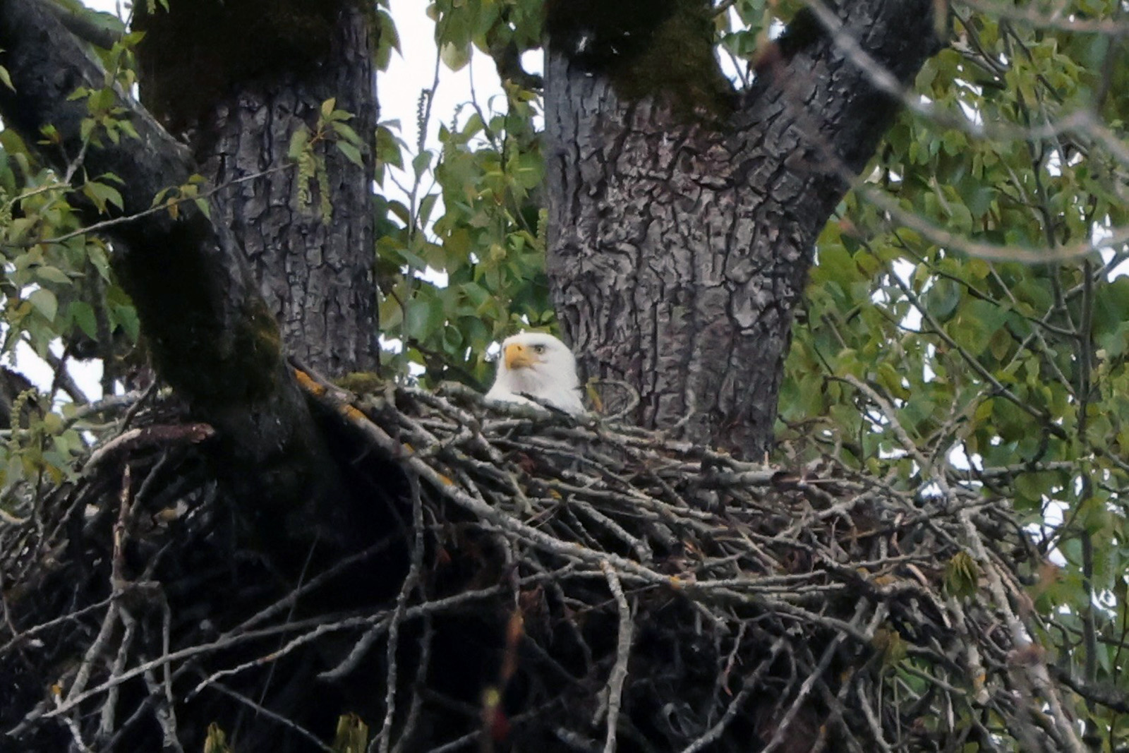 eagle in nest