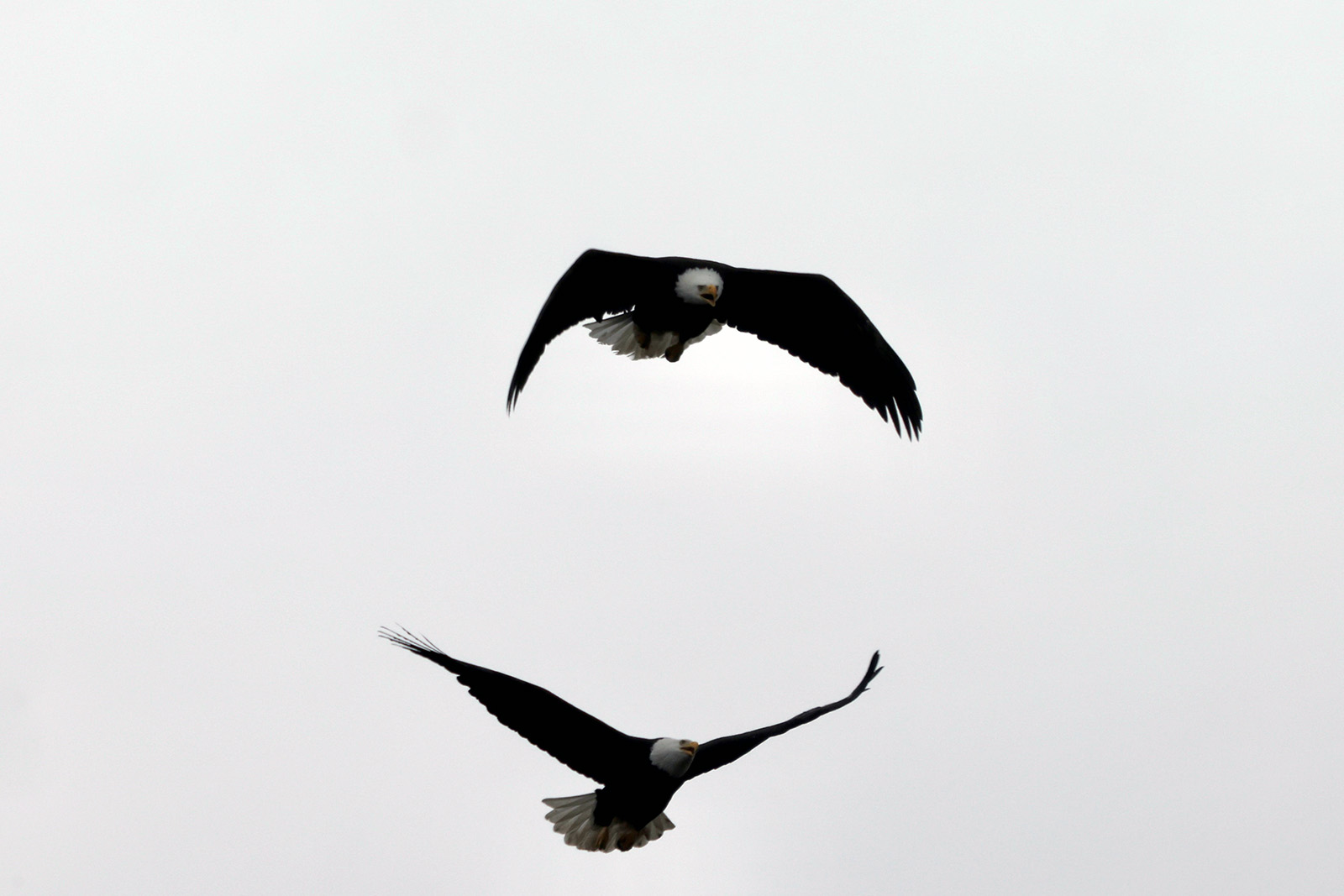 eagle pair in flight one above other