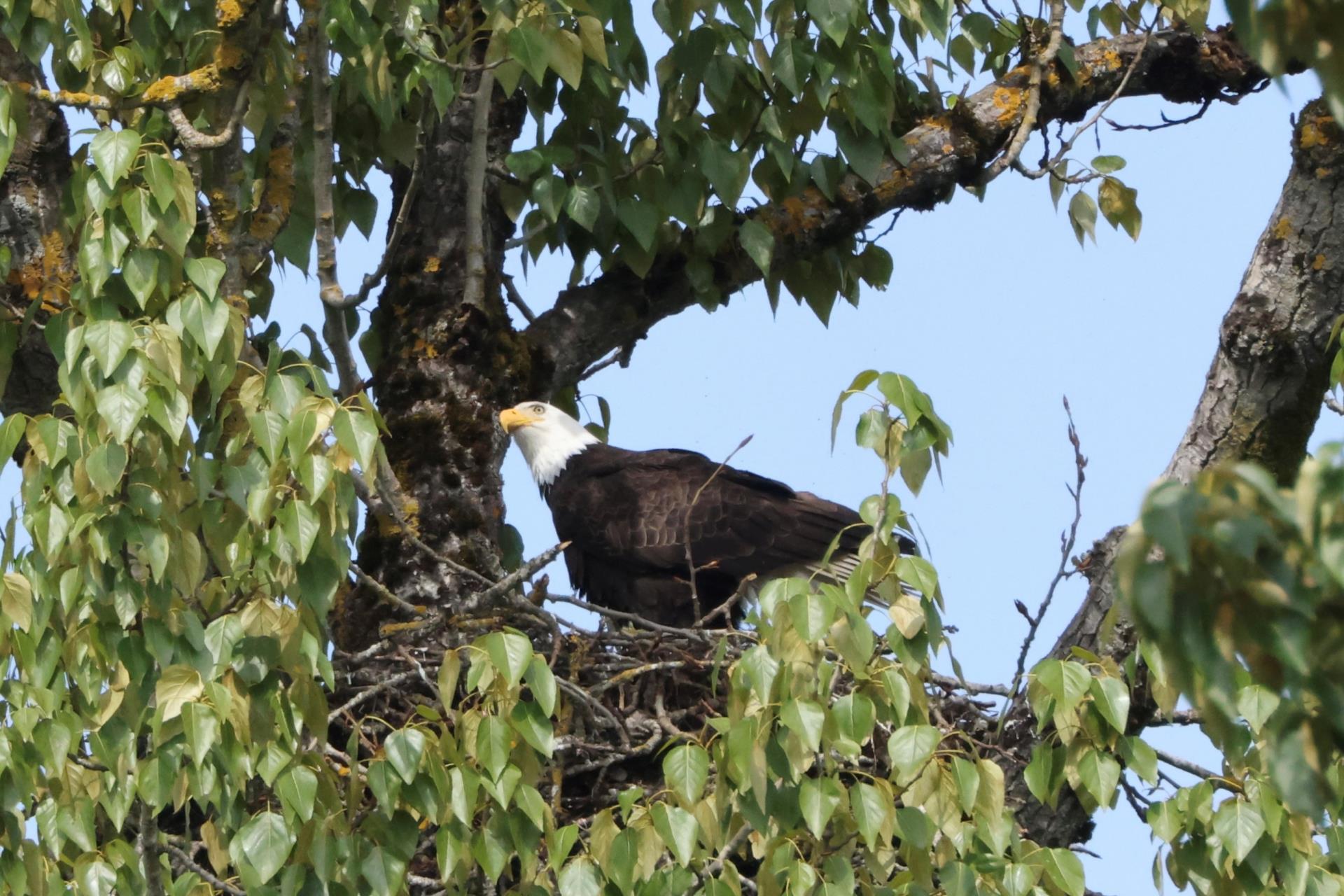 Eagle perched on nest