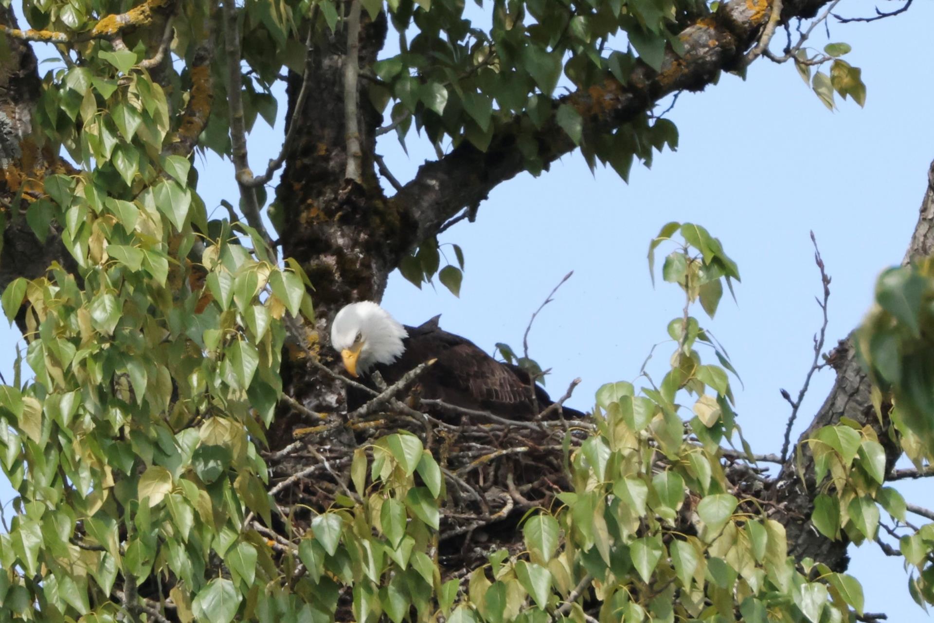 Eagle perched on nest