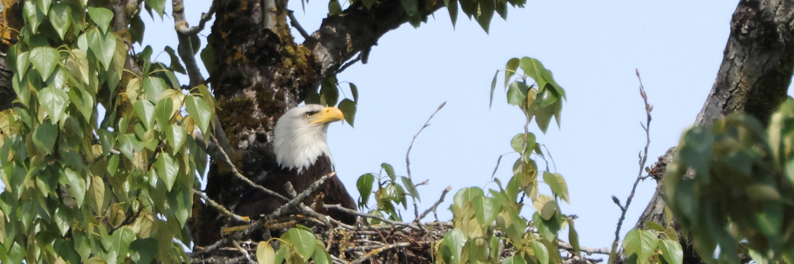 Eagle in nest-PAN-20240423
