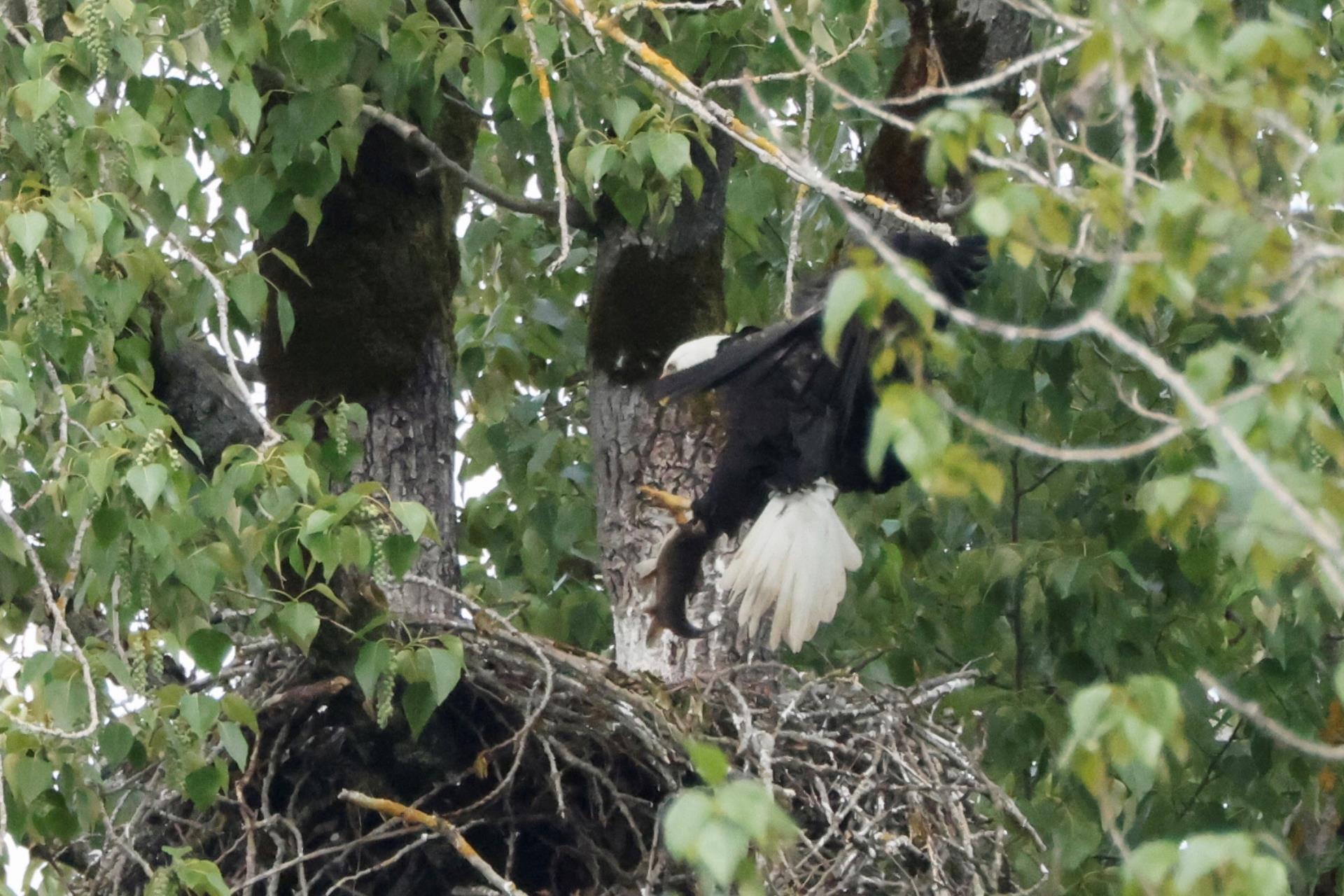 Adult eagle landing at nest with fish
