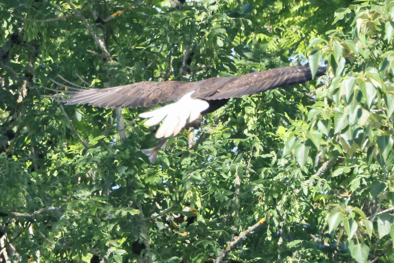  Eagle Flying in Tree