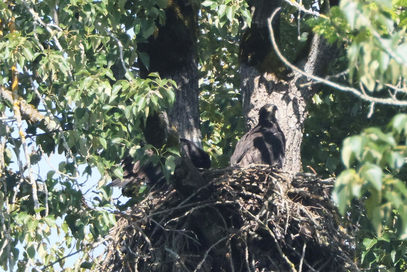 Eagle in Nest