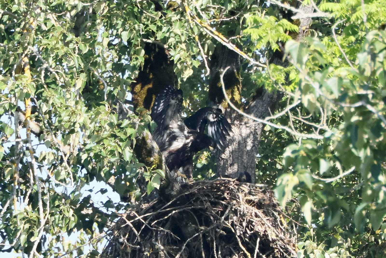 Eagle in Nest