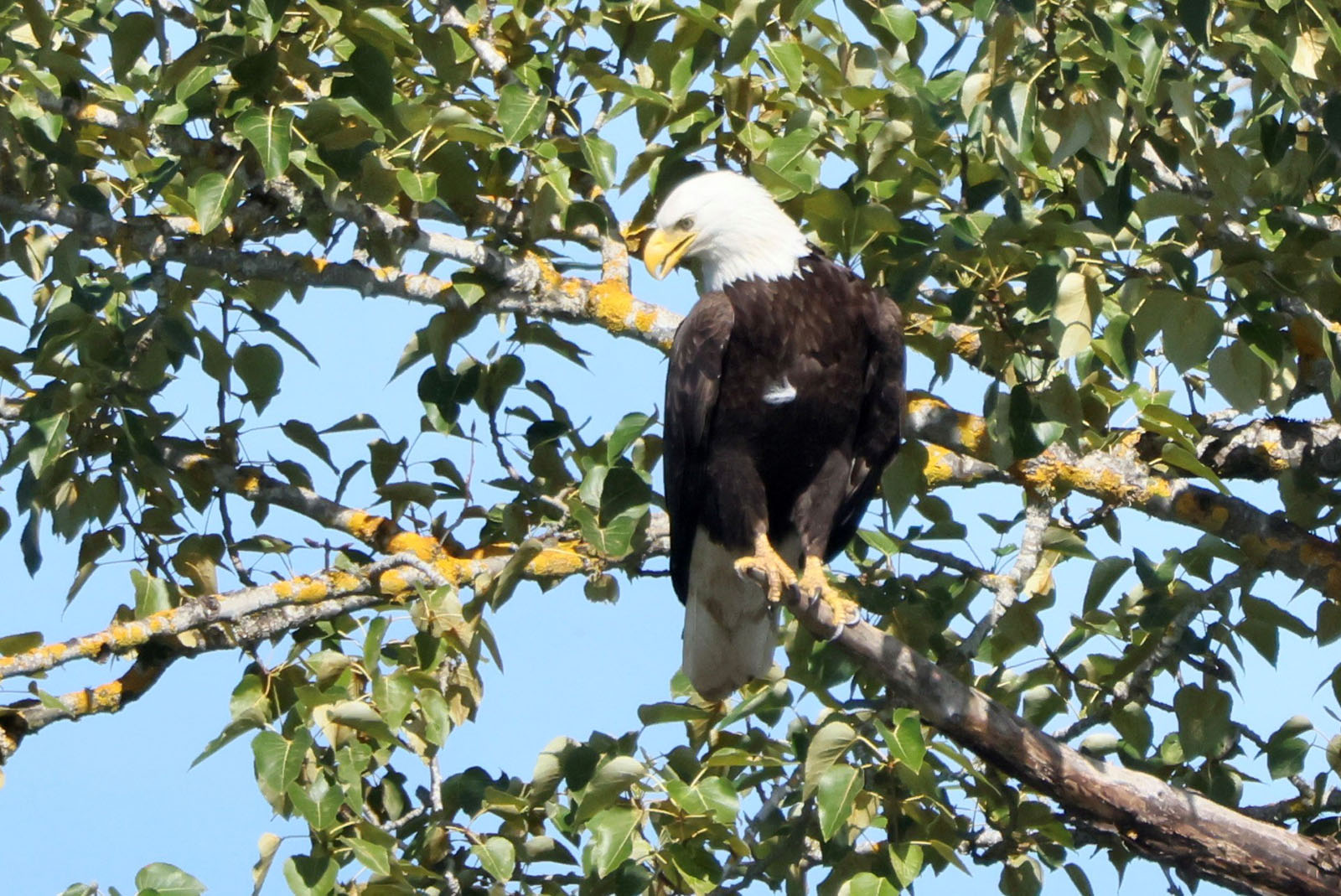 Eagle on Branch