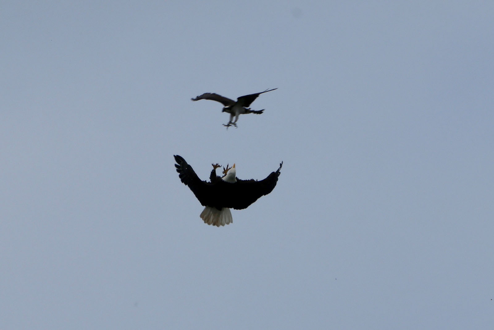Eagle vs. Osprey