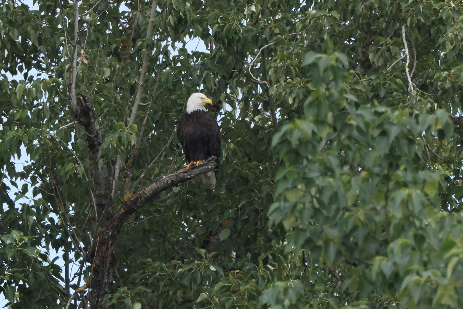 Riverfront Eagle on Branch