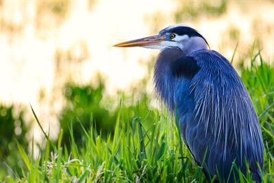 great blue heron sitting in bed of grass