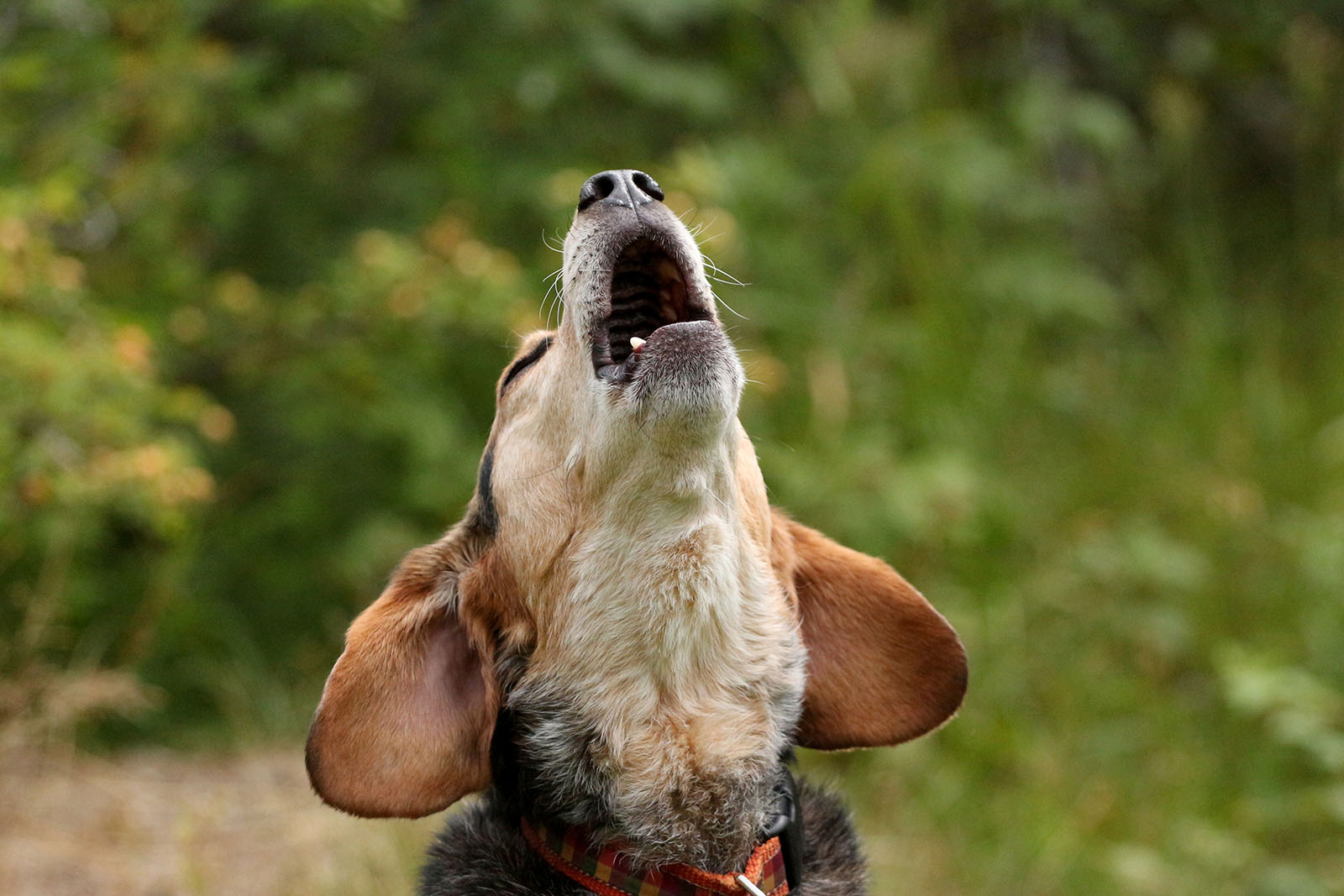 beagle howling with head back and ears flared