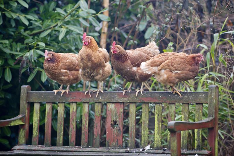 four chicken hens on bench