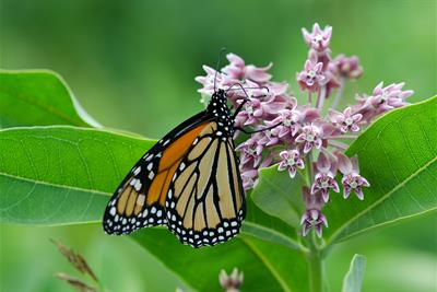 monarch butterfly on milkweed bloom