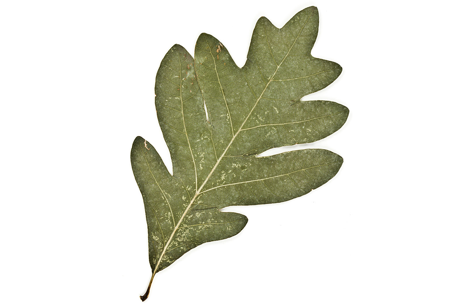 White Oak leaf